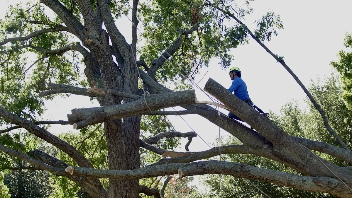 Professional Crown Thinning performed by certified arborists in Evans
